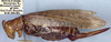 CollectionObject 1520828; f0f418f7-40b0-46ee-aec9-612bbdb7c663: female, lateral view (allotype). (CollectionObject).