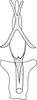 Aedeagus, ventral view on Falcitettix (Falcitettix) guttiger (Kusnezov, 1929): Aedeagus, ventral view. (Observation).