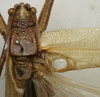 CollectionObject 1535131; d0c51dd8-88e3-45b6-a0e3-b2b0a062db69: male stridulatory apparatus (holotype). (CollectionObject).
