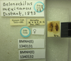 Belonochilus mexicanus Distant, 1893 now Belonochilus numenius (Say, 1832): Belonochilus mexicanus. Syntype. (BMNH) - (CC BY-NC 4.0) Photo by Stuart Cole, reproduced with permission from the Natural History Museum, London, UK. (Otu).