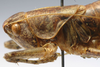 CollectionObject 1520634; 13129522-a1ba-416c-ac3e-5dba200a7b24: male head and pronotum, lateral view (paratype). (CollectionObject).