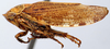 Habitus, lateral view: Selenocephalus planus, laterally (INHS). (Observation).