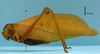 female, body lateral view (syntype of Peucestes lutescens). Depicts CollectionObject 1542940; e8779198-6439-442f-8ec5-10390451629e, a CollectionObject.