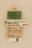 CollectionObject 2071203; NHMUK015982118, e0deb74d-40d6-4a6e-b6af-460ebed80f83: labels (paratype). (CollectionObject).