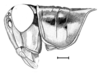 Dichroplus vittatus Bruner, 1900: Fig. 5. male head and pronotum, lateral view. (Otu).
