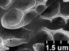 Brochosomes on Dichrophleps Stål, 1869: DP52 | Venezuela Barinas, Reserva Forestal Ticoporo, 230m., 3-10-IV-66, F. Fernandez Y., Luis J. Joli | MIZA. (Observation).