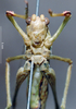 CollectionObject 1503559; 47c47ac8-c0d1-4202-89c1-046d7151e9d5: female, ventral view (paratype). (CollectionObject).