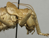CollectionObject 1534978; 6e0e1e0e-a57d-4706-8b6f-95a1fadc51f2: male head and pronotum, lateral view (lectotype). (CollectionObject).