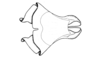 Bufonacris terrestris Walker, 1871: Fig. 44. cingulum and endophallus, dorsal view. (Otu).
