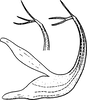 Aedeagus, lateral view on Edwardsiana candidula (Kirschbaum, 1868): Aedeagus, lateral view. (Observation).