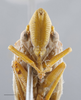 Head: !! display not done !! on Diestostemma ptolyca Distant, 1908: Head/Face. Specimen from Argentina. (Observation).
