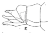 Pygofer, lateral view: !! display not done !! on Deiroderes inermis Ramos Alemar, 1957: (Observation).