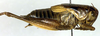 CollectionObject 1500474; 5e333655-18b0-4311-88fc-e9b80655c2e6, DORSA BTphobreHTM: male, lateral view (holotype). (CollectionObject).