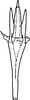 Aedeagus, ventral view on Distantasca bulbosa (Dworakowska, 1994): Aedeagus, ventral view. (Observation).