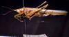CollectionObject 1503301; MBBJ 3225082, ec449414-c641-4202-b73e-6918bca0af32: female, lateral view. (CollectionObject).