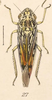 Habitus, dorsal view on Apogonalia granulata (Walker, 1858) now Apogonalia blanchardii (Signoret, 1856): (Observation).