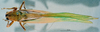 CollectionObject 1536131; 60c5e845-0fb2-4061-a698-9543161be91c: male, dorsal view (holotype). (CollectionObject).