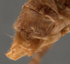 CollectionObject 1505766; 3f70dc0e-d3e2-4e79-804d-f0f1e91fa04c: male cerci (syntype). (CollectionObject).