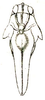 Coptotettix capitatus Bolívar, 1887: Pl. V, Fig. 44 a. male head and pronotum, dorsal view. (Otu).