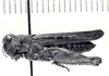 CollectionObject 1523993; 3899f4b9-eaef-4afc-a83b-513da549263a: female, lateral view (holotype). (CollectionObject).