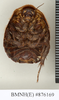 CollectionObject 1573061; NHMUK(SF IMPORT DUPLICATE) BMNH(E) 876170''''', 229e8301-7307-44e0-a113-a8c1ef63af78: Copyright Natural History Museum, London. Syntype (female) in BM(NH). Ventral view. (CollectionObject).