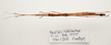 CollectionObject 1595837; 69c9f47b-4b25-4afe-b6ea-ed670bd62ecf: copyright LKCNH Singapore. male, dorsal view (paratype). (CollectionObject).;CollectionObject 1595838; d0360f50-72f5-4e29-9303-e290158de26d: copyright LKCNH Singapore. male, dorsal view (paratype). (CollectionObject).