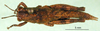 CollectionObject 1594831; 353bf4d5-a388-4b02-8013-f152572dcdfd: female, dorsal view (paratype). (CollectionObject).