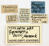 CollectionObject 1521827; OUM 693, 3bbfb75d-64ae-4816-9c8b-f50436bf0716: labels (holotype). (CollectionObject).