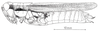 Dichroplus misionensis Carbonell, 1968: Fig. 82. female habitus. (Otu).