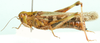 Oedaleus nigeriensis Uvarov, 1926: female, lateral view. (Otu).