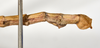 CollectionObject 1570989; 90a37768-d0db-4a5f-8117-b297ae92ee38: copyright MONZ, Wellington. male: end of abdomen, lateral view (paratype). (CollectionObject).;CollectionObject 1570990; 35992bb9-3ca7-4308-a1df-d86fc629e7f0: copyright MONZ, Wellington. male: end of abdomen, lateral view (paratype). (CollectionObject).