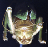 CollectionObject 1528094; 5f65651c-8f3a-44bc-b668-19249740fe77: male cerci (holotype). (CollectionObject).