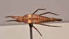 CollectionObject 1598209; 19e81fcd-7523-4307-b43f-47166ebbe43d, QM T258500: copyright QM. female, dorsal view (holotype). (CollectionObject).