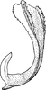 Aedeagus, lateral view on Athysanella (Amphipyga) attenuata Baker, 1898: Aedeagus, lateral view. (Observation).