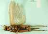 CollectionObject 1501623; b7539310-2063-40eb-9a79-7bd879bef8b2, DORSA BA000146S01: female, ventral view (holotype). (CollectionObject).