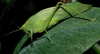 Chloroscirtus forceps Saussure & Pictet, 1897: male (CostaRica, Guanacaste Prov., Santa Rosa Nat. Park). (Otu).