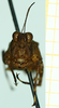 CollectionObject 1585169; 5ae49bb1-0c7d-4836-8f04-29276c7ce87d: male, frontal view. (CollectionObject).