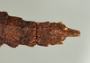 CollectionObject 1557494; 0d03674a-ddd1-4b95-b1d9-146dea69e66f: copyright USNM, Washington. (CollectionObject).