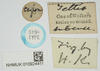 CollectionObject 1517868; 0c1e5223-5bcc-4533-a9c6-11ad654d9524, NHMUK10924411: labels (syntype). (CollectionObject).