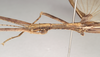 CollectionObject 1557036; NHMUK(SF IMPORT DUPLICATE) 844802, 575e1ed2-d63a-4c99-b8f5-7f5af21cf33e: copyright Natural History Museum, London. male: head and thorax, lateral view (holotype). (CollectionObject).
