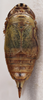 Habitus, dorsal view: !! display not done !! on Doratura stylata (Boheman, 1847): from Spain, Teruel; female. (Observation).