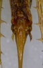 CollectionObject 1544423; 44c04f4d-9616-49a2-b708-1bb5768db6da: female subgenital plate. (CollectionObject).