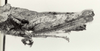 CollectionObject 1523829; f39ff2ac-a744-43d9-a0fc-41f8b0922417: Image C.S. Carbonell. female, abdomen end, lateral view (holotype). (CollectionObject).