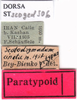labels (paratype). Depicts CollectionObject 1530839; 2561487a-cc66-41ce-94d5-c2855b5d75e4, a CollectionObject.