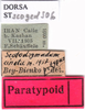 CollectionObject 1530839; 2561487a-cc66-41ce-94d5-c2855b5d75e4: labels (paratype). (CollectionObject).