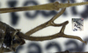 CollectionObject 1517195; e75fd0ac-1ee1-4361-953a-5342d858bb13: male cerci (holotype of A. furcifera). (CollectionObject).