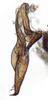 Stylus on Banus Distant, 1908: Banus maculosus, stylus, ventrally (BMNH). (Observation).