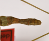 CollectionObject 1563547; 4cb63eca-55a4-4bab-a3eb-d42f21ed2c3e: copyright ZMHB, Berlin. female: end of abdomen, dorsal view (paratype). (CollectionObject).