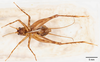 CollectionObject 1523748; 071e3a34-192a-494b-b3e3-841cb0e77d21: male, ventral view (holotype). (CollectionObject).