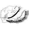 Pygofer, lateral view on Empoasca (Empoasca) confusania Ghauri, 1979: Genital capsule, lateral view. (Observation).